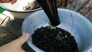 Самая быстрая очистка ягод от мусора.