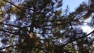 Сосна кедровая(кедр) полезные свойства и противопоказания