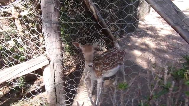 Кормлю оленей в зоопарке в Тунисе смотреть онлайн