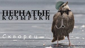 Острые казырьки среди птиц. Скворец