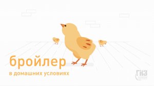 Выращивание бройлеров в домашних условиях