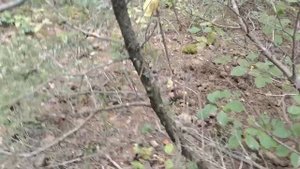 Грибы в Новороссийске. Маслята и Рыжики в октябре.