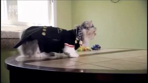 Napoleon cat (Порода кошек Наполеон) Murmulet.ru