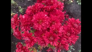 №57 Хризантема корейская ЧЕРВОНА КАЛЫНА 10 09 23 г