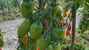 Томат БРИСКОЛИНО F1??? от United Genetics.ОШАРАШЕЛ урожаем.