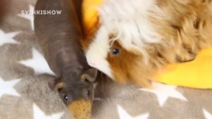 СКАЗКА ТРИ ПОРОСЕНКА на новый лад от SvinkiShow