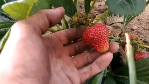 Клубника, сорт "Анита", средне-ранняя, итальянской селекции. Очень сладкая, вкус персика. Крупная.