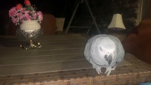 Вы хотите завести  Попугая Жако? Что вы должны знать, делюсь 22 летним опытом ❤️❤️1 часть