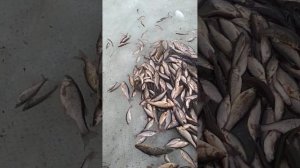 зимняя ловля гальяна пауком