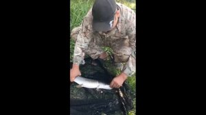 Рыбалка на Карпа и на Толстолобика.. Белгородская область