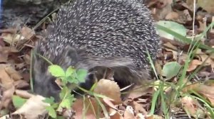 Жизнь ежей и чем питаются ёжики