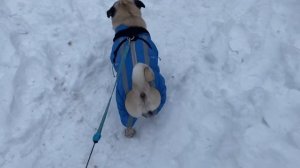 СЕБЕК ПРОГУЛКА В КОМБИНЕЗОНЕ ЗИМОЙ. МОПС СОБАКА ПОДПИШИСЬ ПЖ) #pug #pugs #мопс