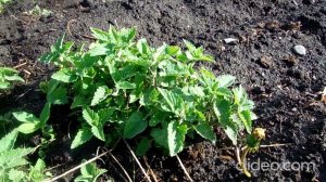 Доп. приманка на соболя и куницу.