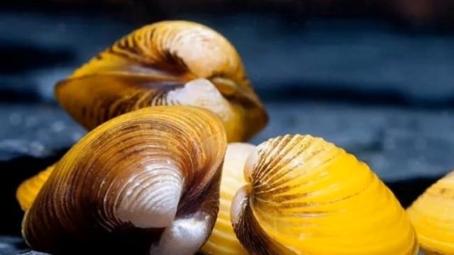 КОРБИКУЛА ЯВАНСКАЯ. ЛУЧШИЙ ПОМОЩНИК АКВАРИУМИСТА. СОДЕРЖАНИЕ И РАЗВЕДЕНИЕ В АКВАРИУМЕ. смотреть онлайн