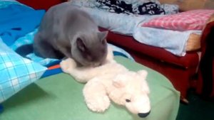 Как КОШКА делает МАССАЖ