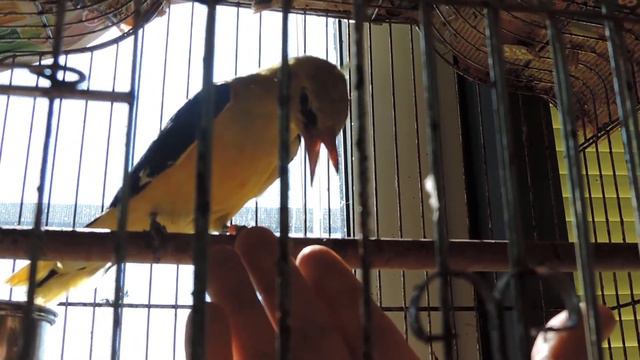 Oriolus oriolus - ИВОЛГА смотреть онлайн