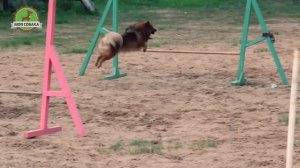 Моя Собака занимается аджилити. С чего начать дрессировку.