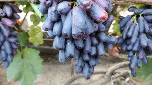 Аватар 🍇🍇🍇09.09.2022.тел+79054033245,WhatsApp и Viber +79528500417.VID_20220908_174535.mp4