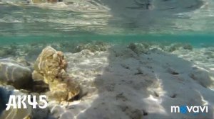 Охота на Морских змей в Египте