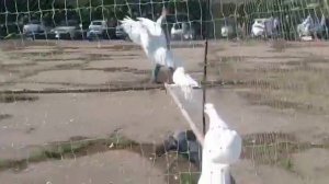 Сельские голуби. 16 05 2021г ярмарка 2 часть г Ипатово Ставропольский край.