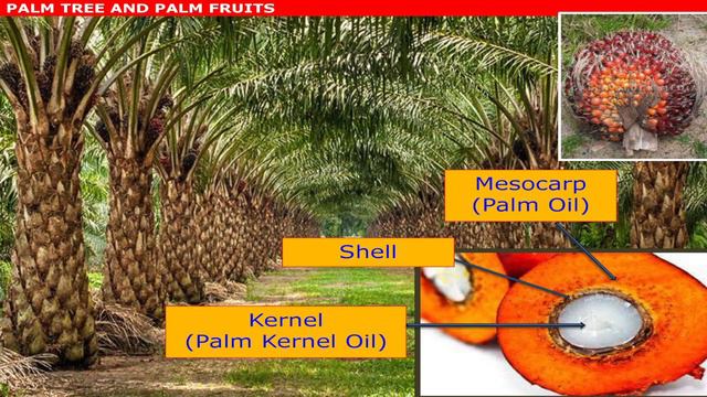 Malaysian Palm Oil International Chef Conference 2016: Oil Palm Tree & Fruits