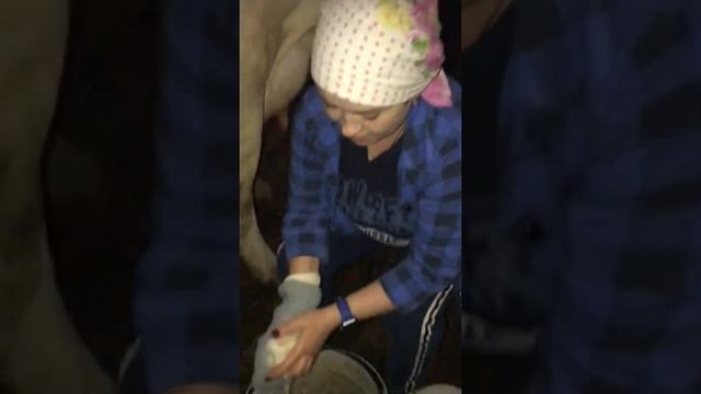 Как помыть вымя у коровы. Ценный лайфхак!!! смотреть онлайн