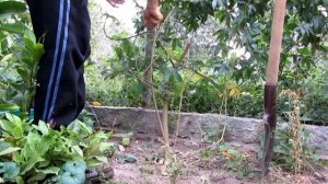 пассифлора голубая,  выкопка на зиму.