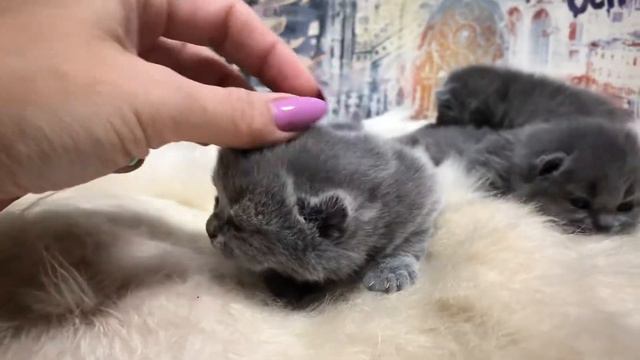 Британские котята. Кошечки. 2 недели