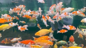 Карпы Кои зимуют в гигантском аквариуме.