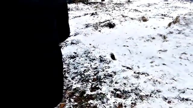 Как дать котику горькую таблетку. Бездомные истории смотреть онлайн