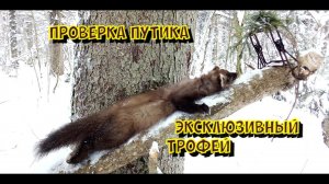 Проверка путика. Куница или соболь? Поймал невиданного зверя.