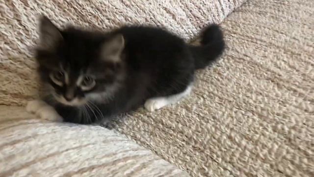 Игры сибирских котят смотреть онлайн