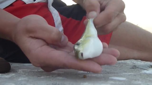 поймал рыбу фугу смотреть онлайн