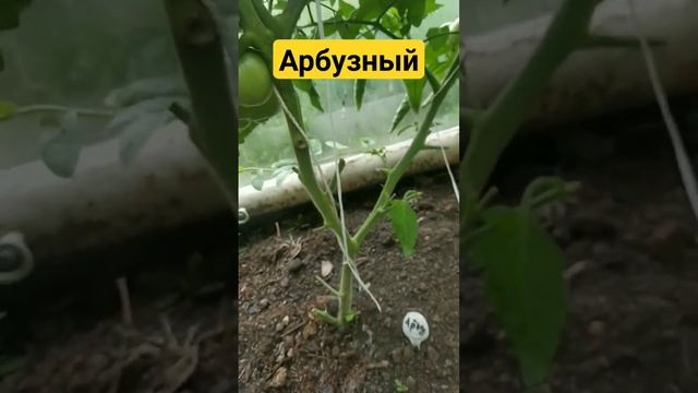 Томат Арбузный, мясистый неприхотливый сорт