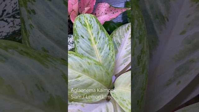 Aglaonema Kaimook Siam / Lemon Lime Аглаонема Лемон лайм / Каймук сиам #аглаонема #plants #aglonema