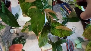 Обзор сингониумов