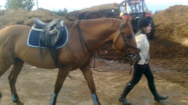 Лошади на ипподроме смотреть онлайн