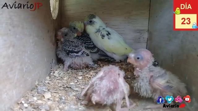 ? CRIAS DE PERIQUITOS DIA A DIA ? CRIA DE PERIQUITOS AUSTRALIANOS | COMO CRIAR PERIQUITOS смотреть онлайн