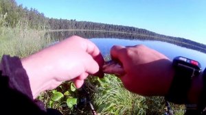 Рыбалка на КАРАСЯ! Ловля на 3 поплавочные удочки в июне.
