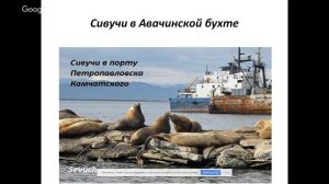 Животные Камчатки Часть 1