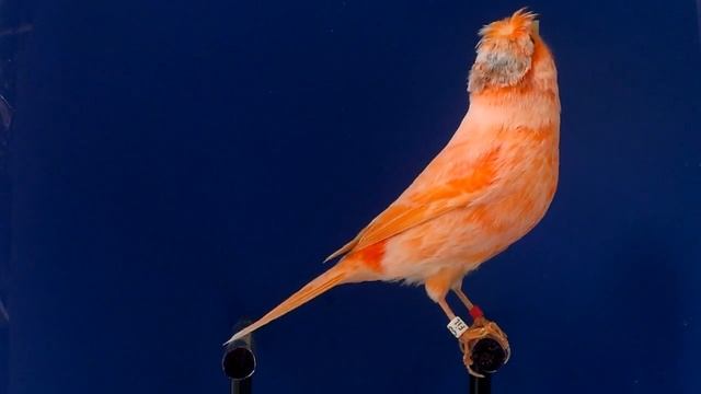 канарейка Дойче Хаубе (ДХ) красный шиммель смотреть онлайн