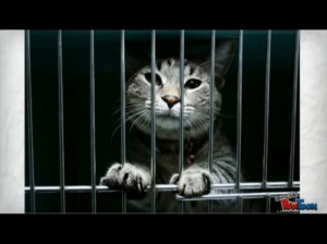 Анатомия ипотечного кредита