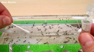 Башня Кормушка для Муравьев! Испытание Антипобега! Садовые муравьи в спячке. alex boyko