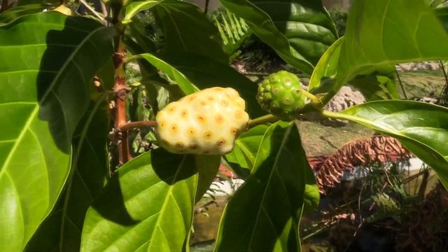 НОНИ или МОРИНДА ЦИТРУСОЛИСТНАЯ (Morinda citrifolia). Republica Dominicana