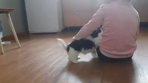 Новая жизнь с щенком Бивер Йорка