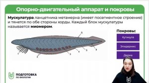 Тип Хордовые. Ланцетник.