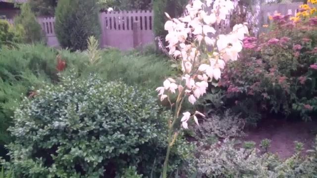 Юкка зацвела.Мои ошибки смотреть онлайн