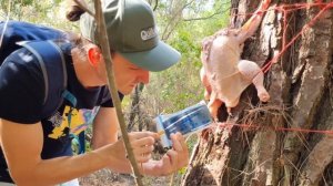 БатьКопать | Квест | Откусить куриный мозг