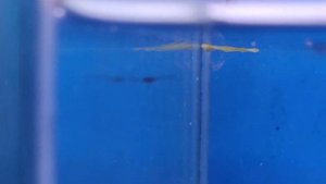 Разведение Псевдомугил Паскай / Breeding Pseudomugil luminatus
