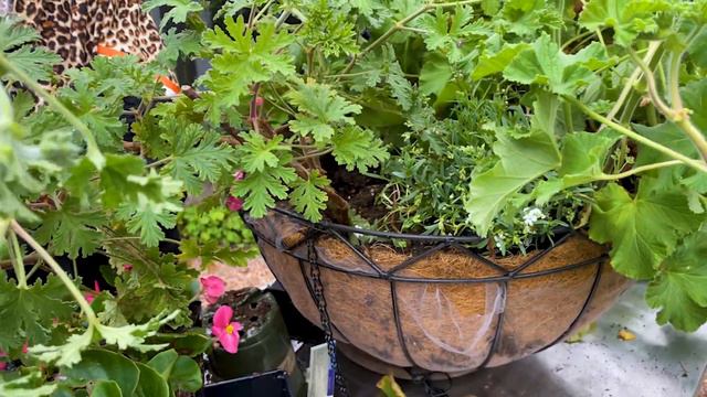 My SECRET FORMULA to Plant HANGING BASKETS смотреть онлайн